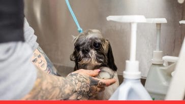 Should You Bathe Your Dog