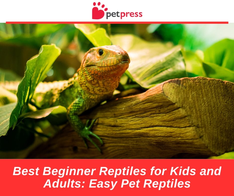 Reptiles for Kids and Adults