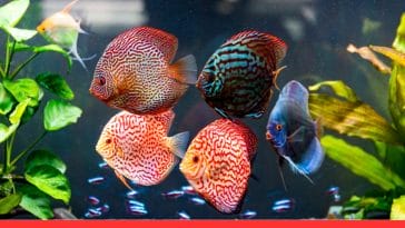 Low-Maintenance Aquarium Fish Breeds
