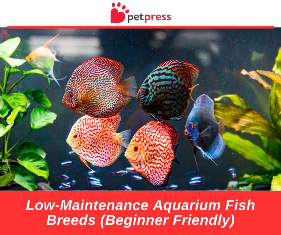 Low-Maintenance Aquarium Fish Breeds (Beginner Friendly) - PetPress