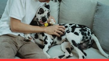 Adopting A Pet