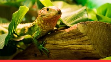 Temperature in a Reptile Habitat