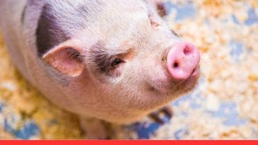 Mini Pigs as Pets