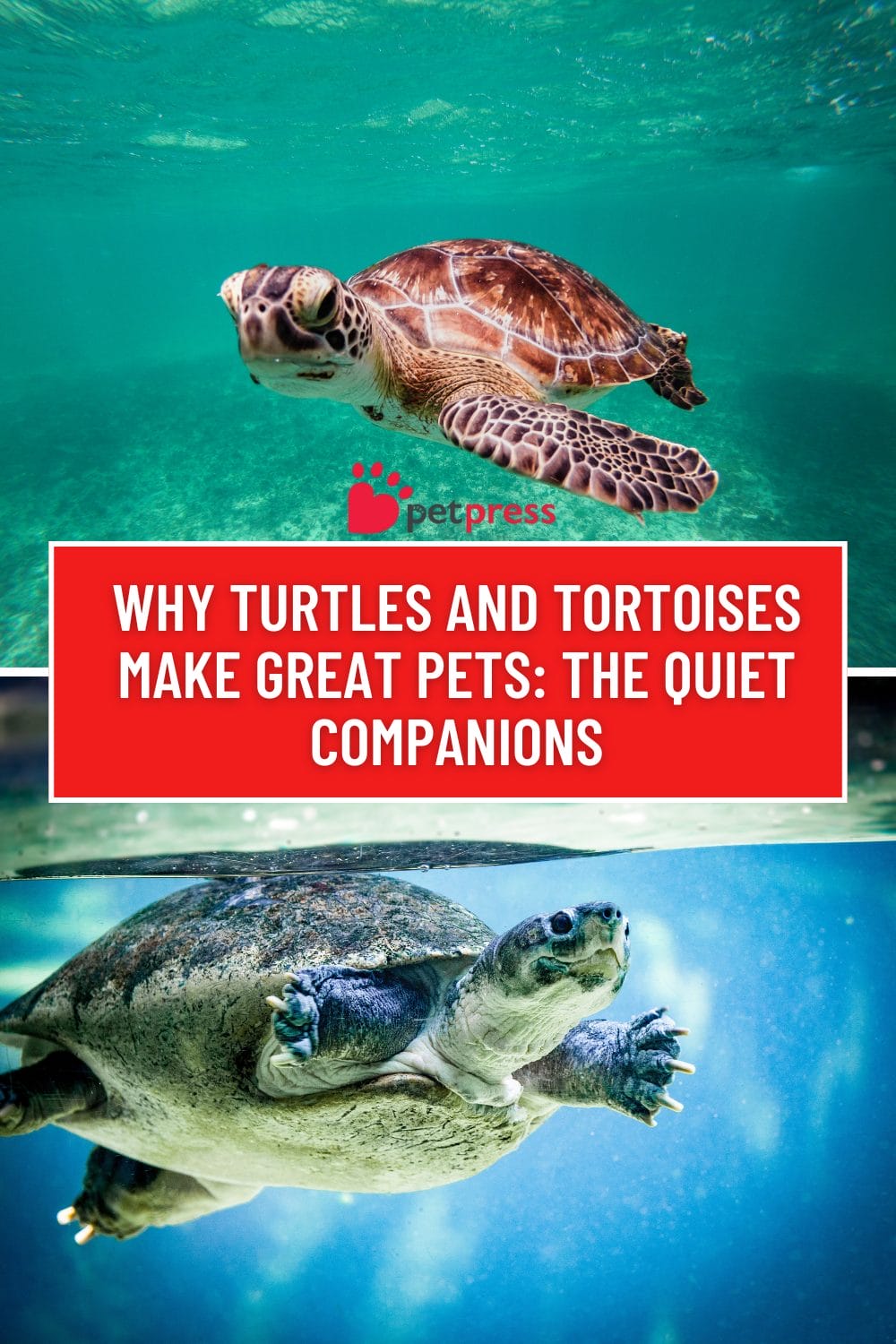 Turtles and Tortoises Make Great Pets\