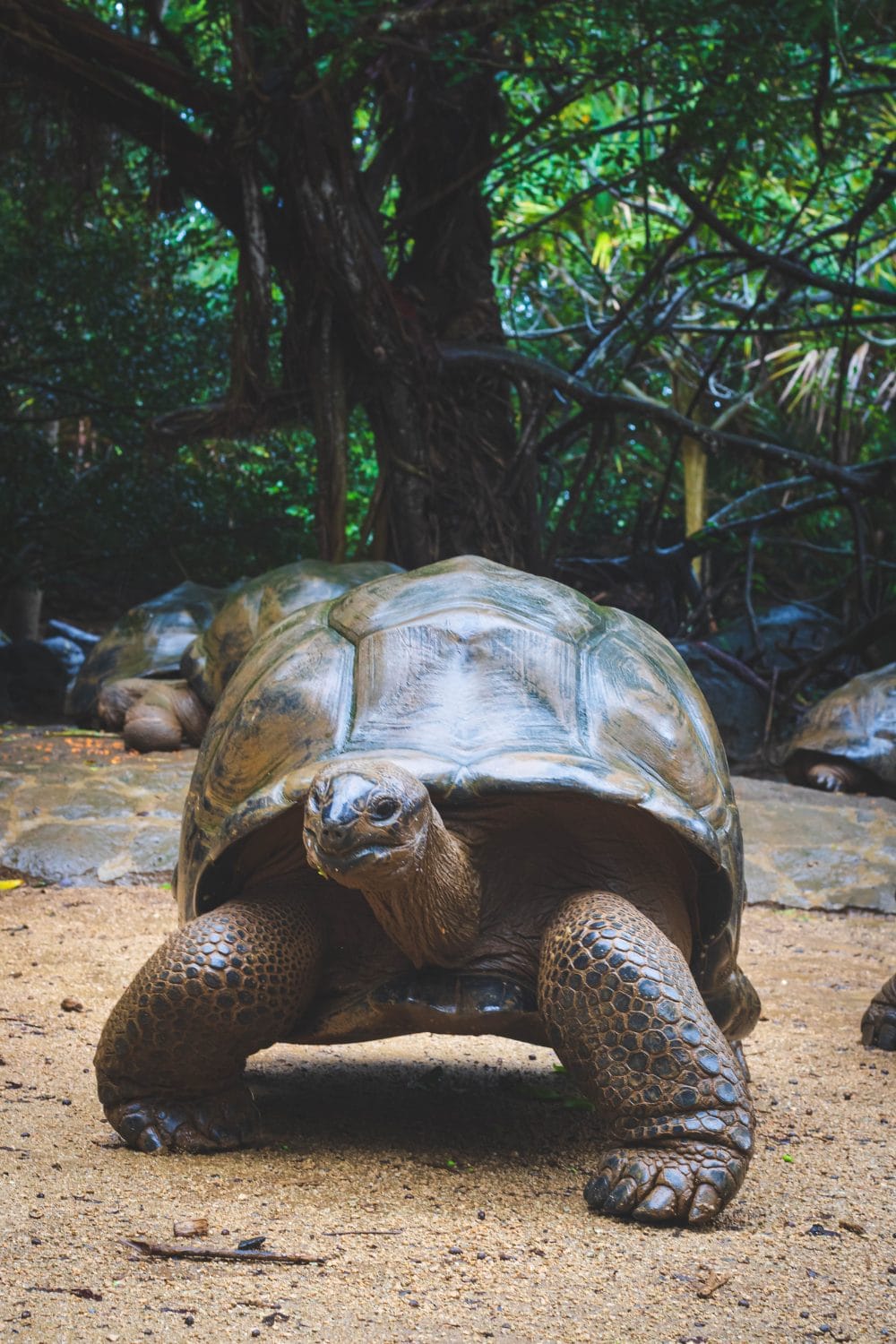 Turtles and Tortoises Make Great Pets