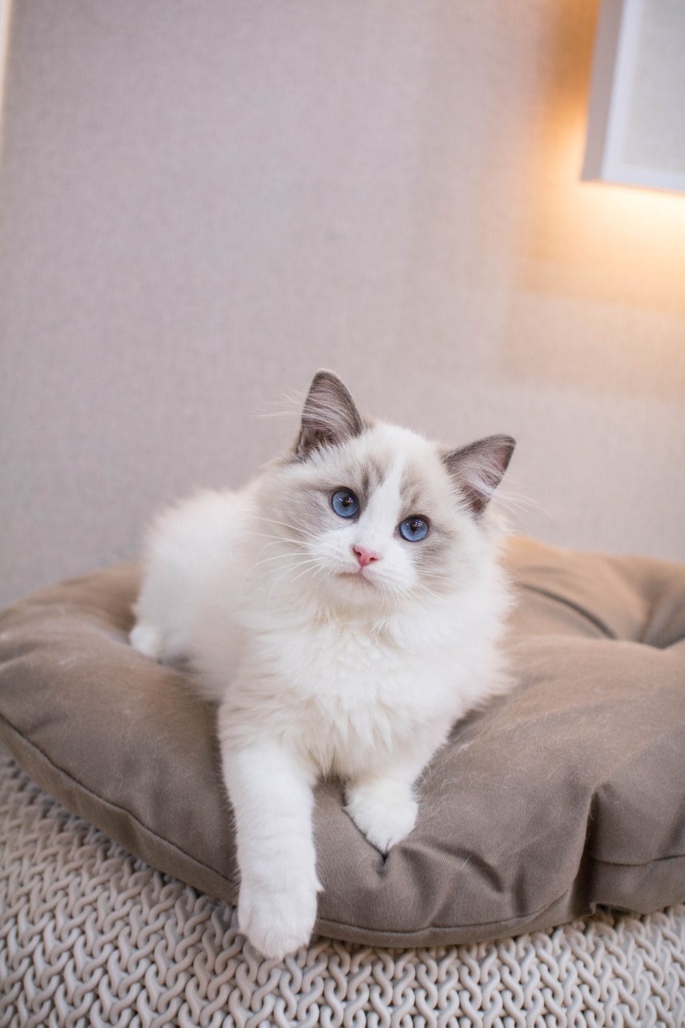 Choice of Pet Says About You
