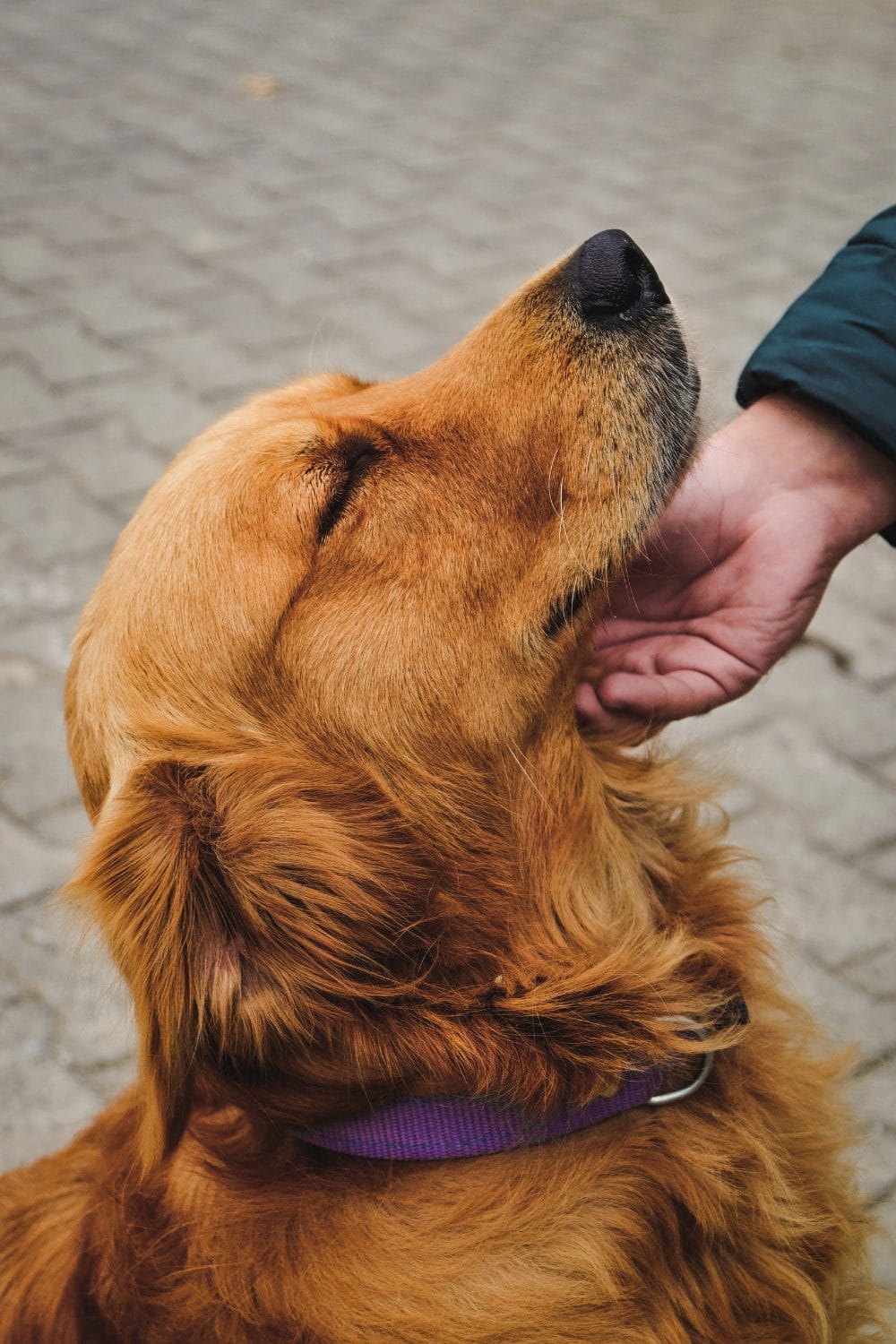 Right Calming Collar for Dogs