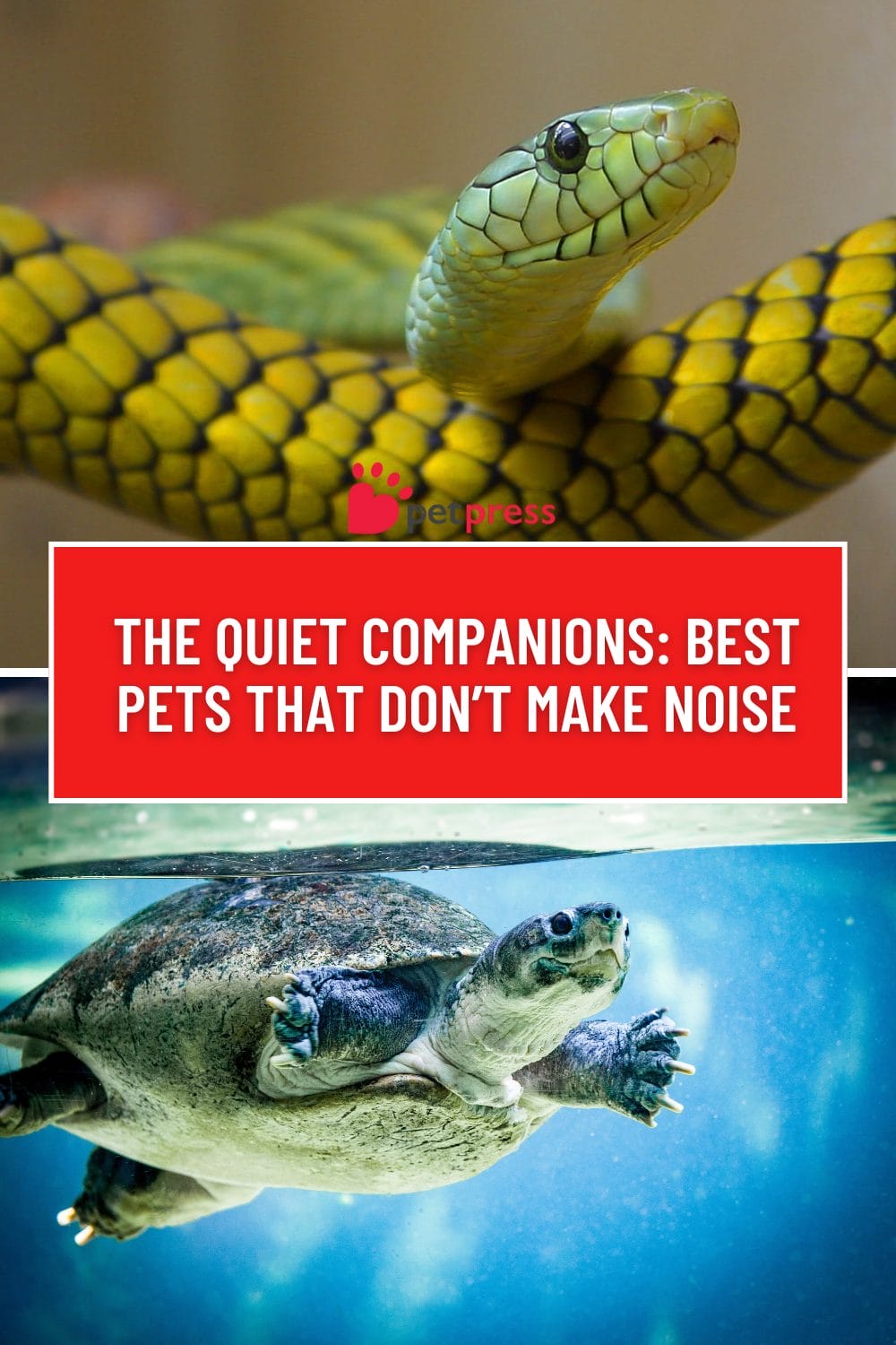 The Quiet Companions