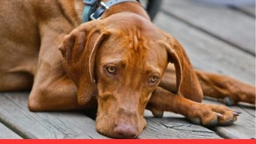 Right Calming Collar for Dogs