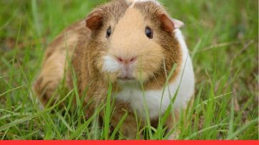 10 Surprisingly Smart Pets