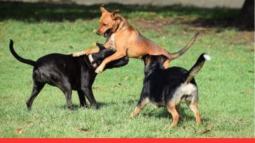 Daily Exercise Needs for Different Dog Breeds
