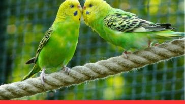 Best Pets for Busy People