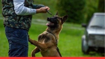 How to Teach Basic Dog Commands