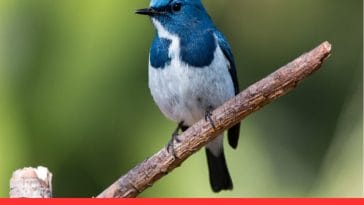 Can Pet Birds Really Talk