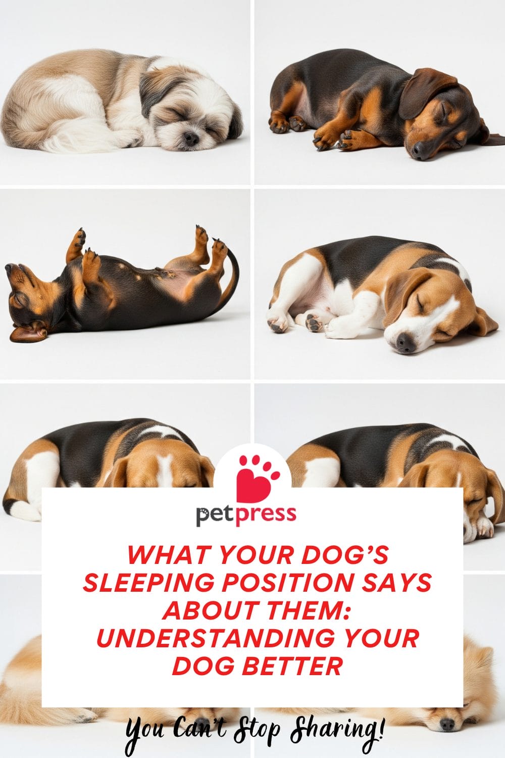 Dog’s Sleeping Position Says About Them
