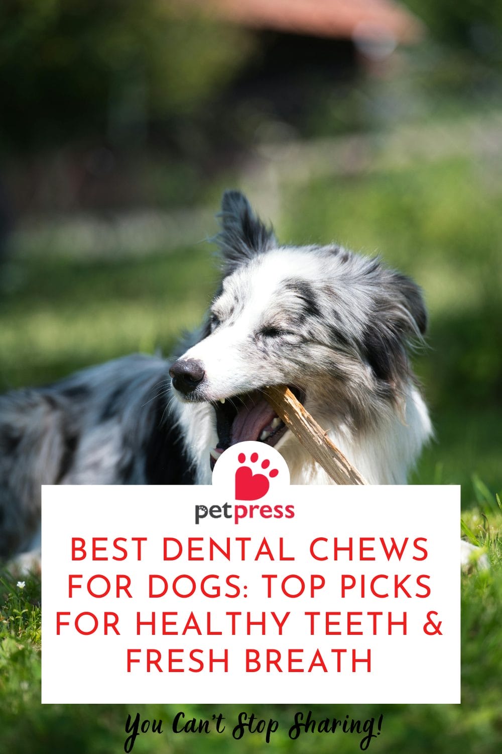 Best Dental Chews for Dogs