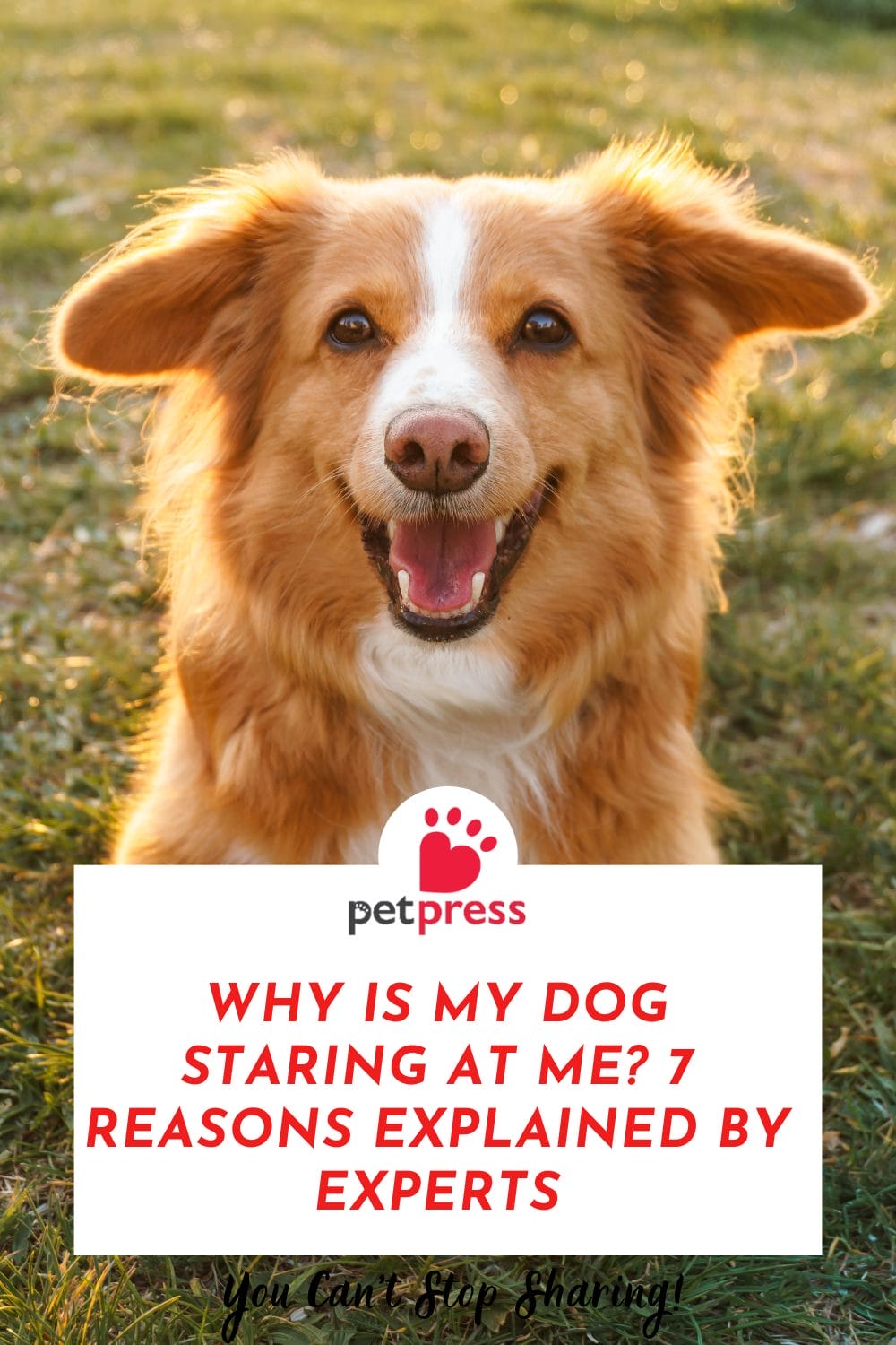 Why Is My Dog Staring at Me? 7 Reasons Explained by Experts - PetPress