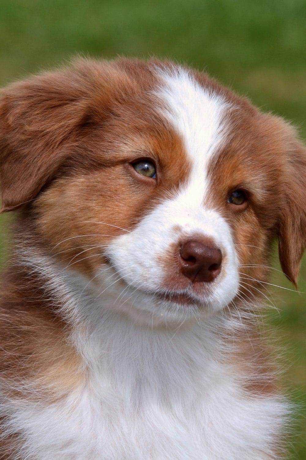 Why Is My Dog Staring at Me