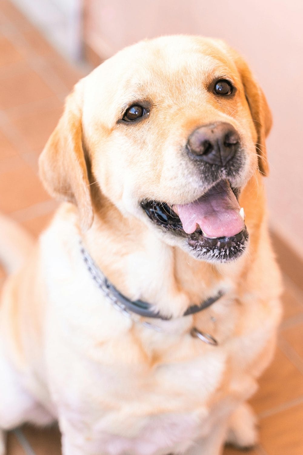 Why Is My Dog Staring at Me? 7 Reasons Explained by Experts - PetPress