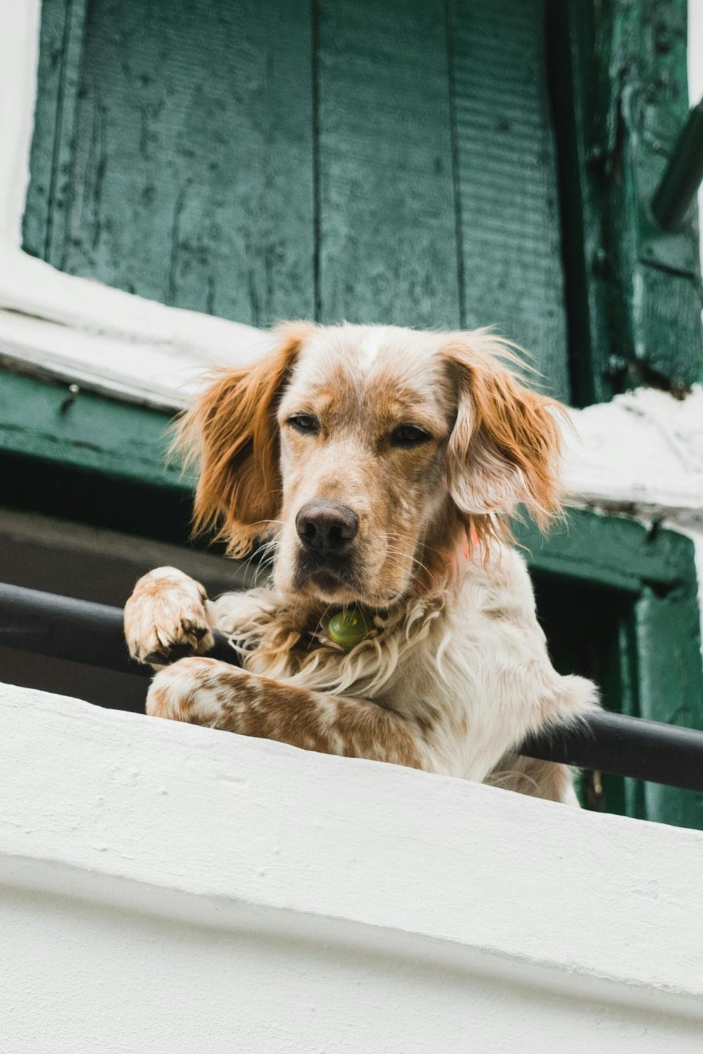 Why Is My Dog Staring at Me? 7 Reasons Explained by Experts - PetPress