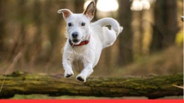 Can Dogs Sense Bad People