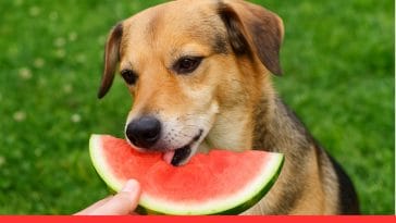 Can Dogs Eat Watermelon