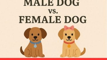 Female Dog vs Male Dog
