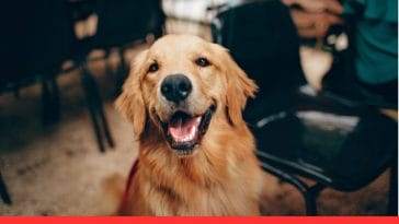 Why Is My Dog Staring at Me