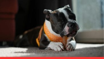 Best Dental Chews for Dogs