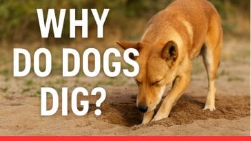 Why Do Dogs Dig