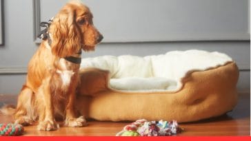 Read Your Dog’s Body Language