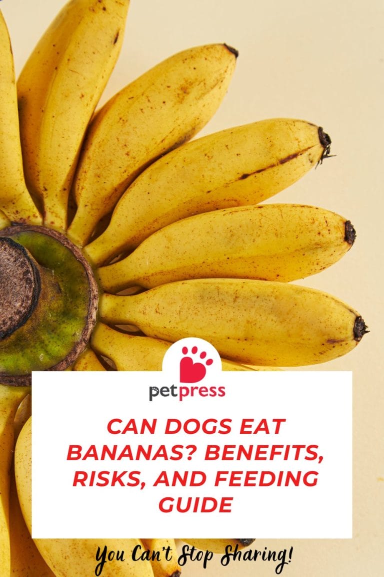 Can Dogs Eat Bananas? Benefits, Risks, and Feeding Guide - PetPress