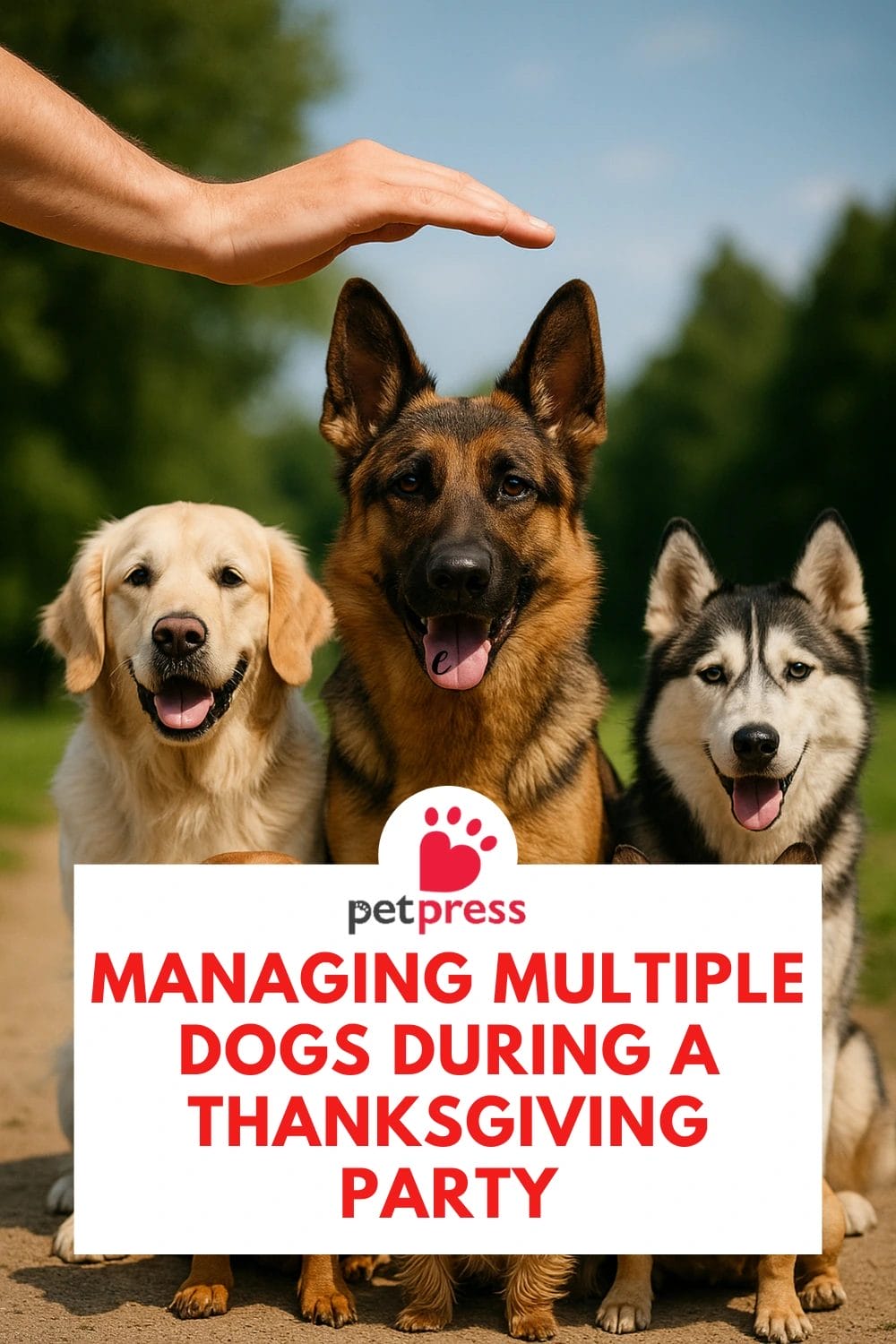 Managing Multiple Dogs During a Thanksgiving Party
