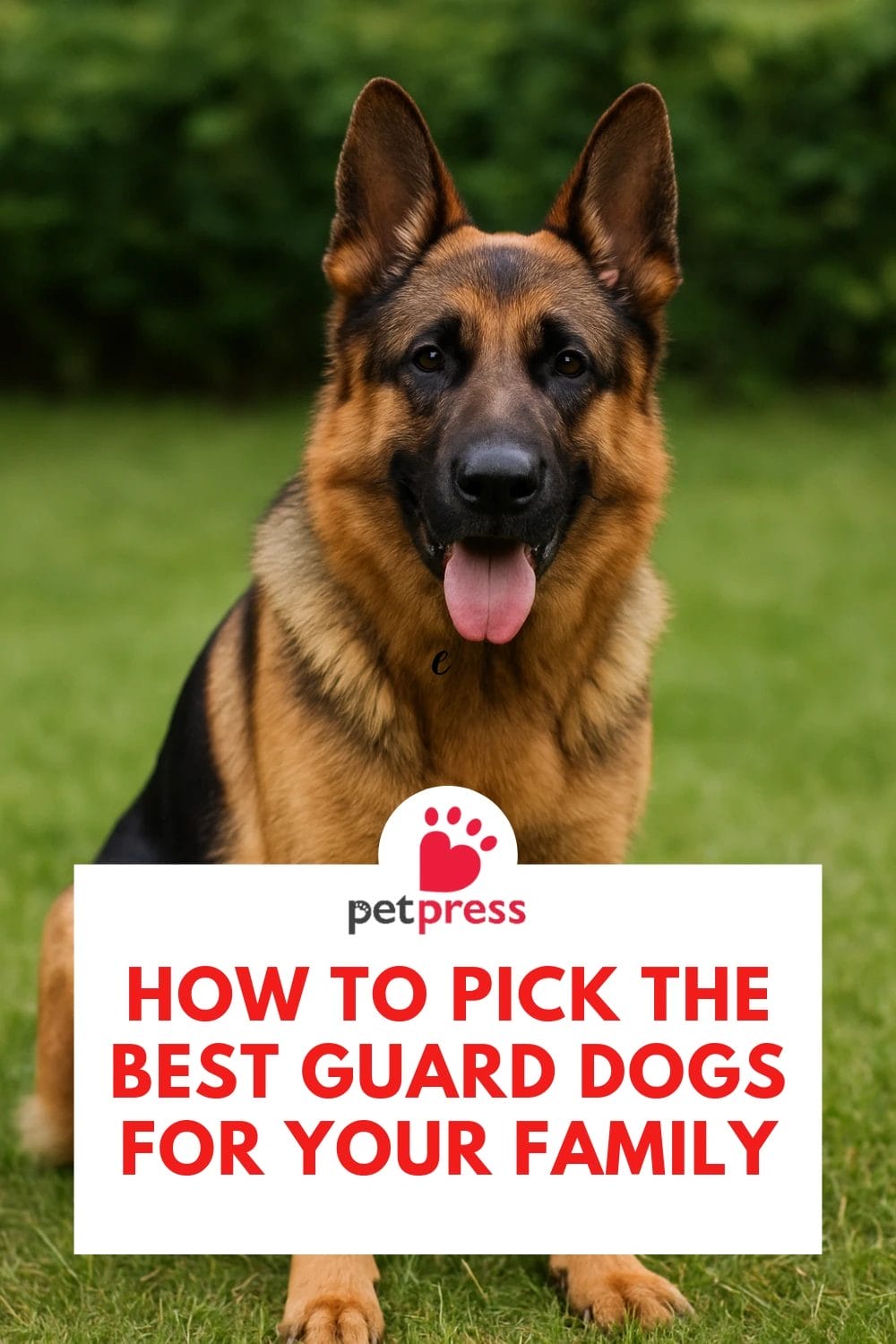 Best Guard Dogs