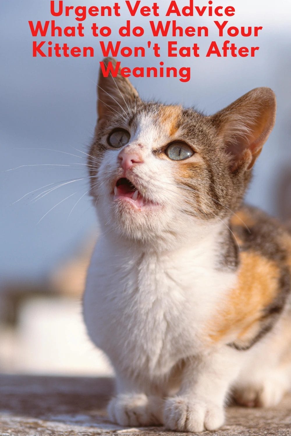 When Your Kitten Won't Eat After Weaning
