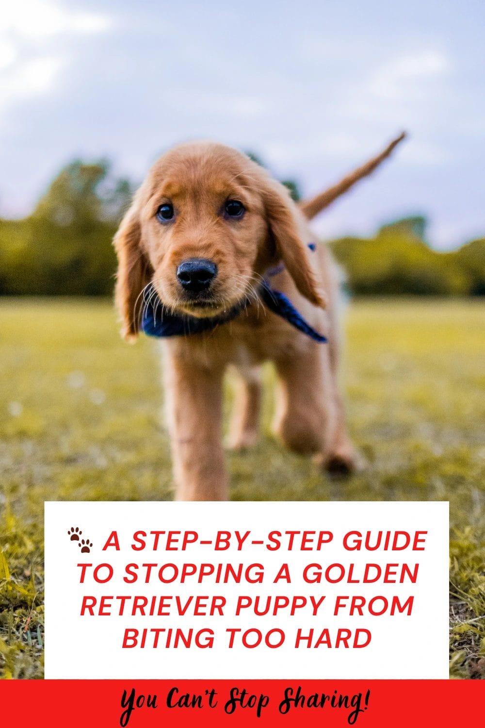 Stopping a Golden Retriever Puppy from Biting Too Hard
