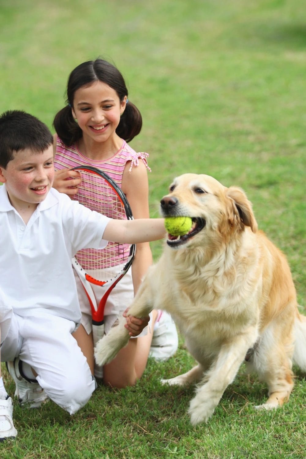 Stopping a Golden Retriever Puppy from Biting Too Hard