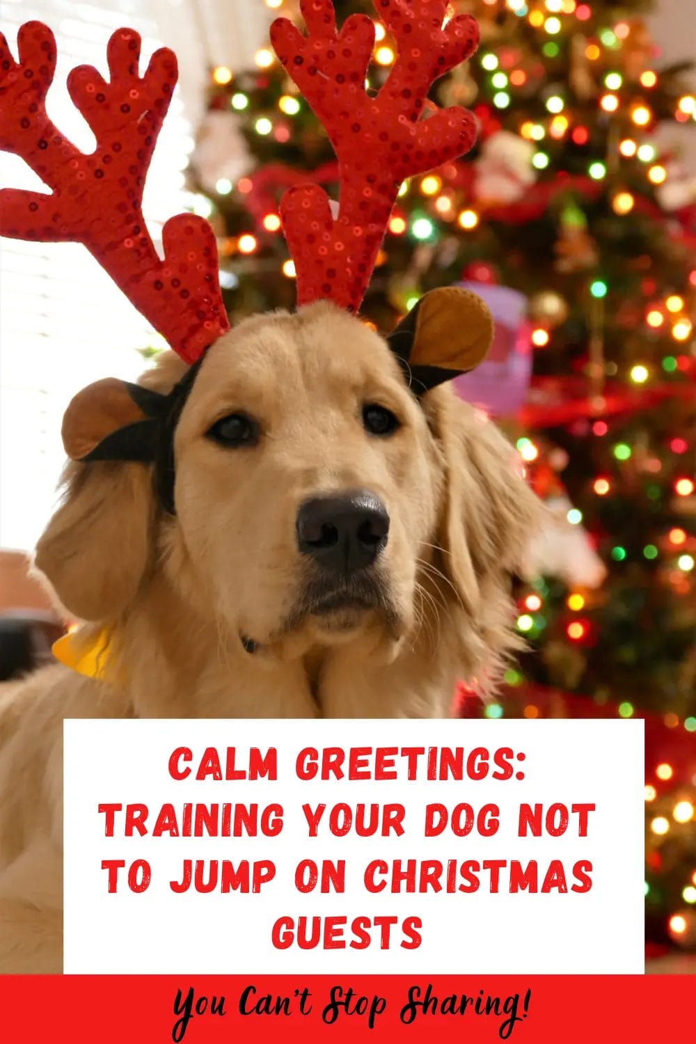 training your dog not to jump on Christmas guests