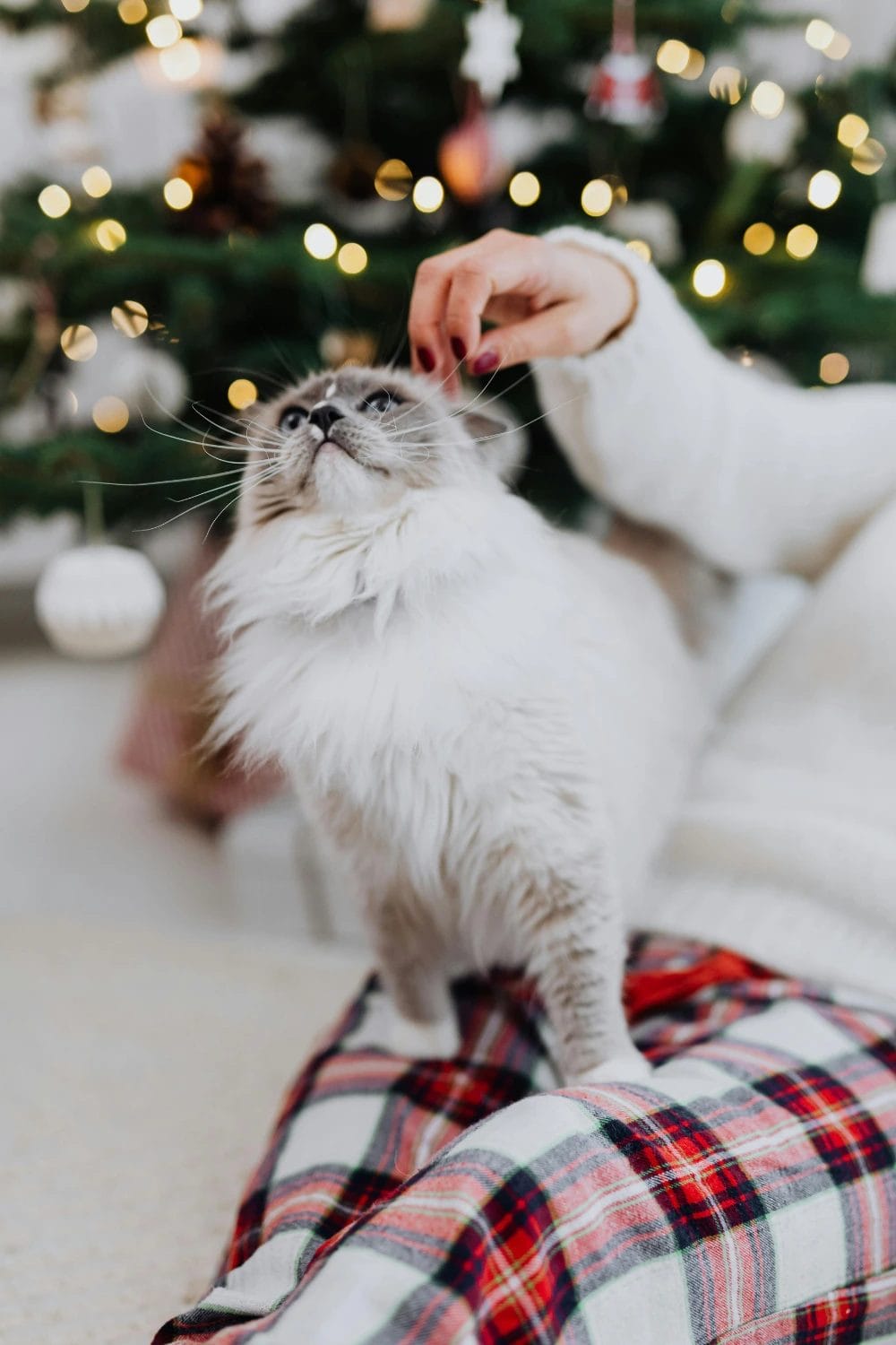 Avoiding Holiday Weight Gain in Indoor Cats