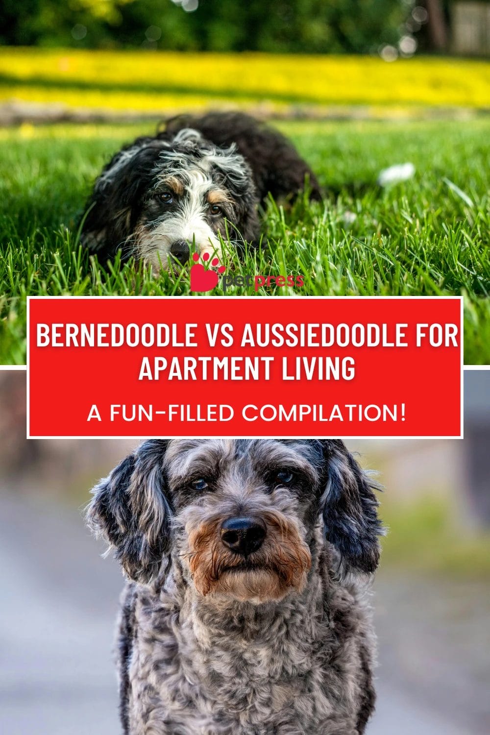 Bernedoodle vs Aussiedoodle for Apartment Living