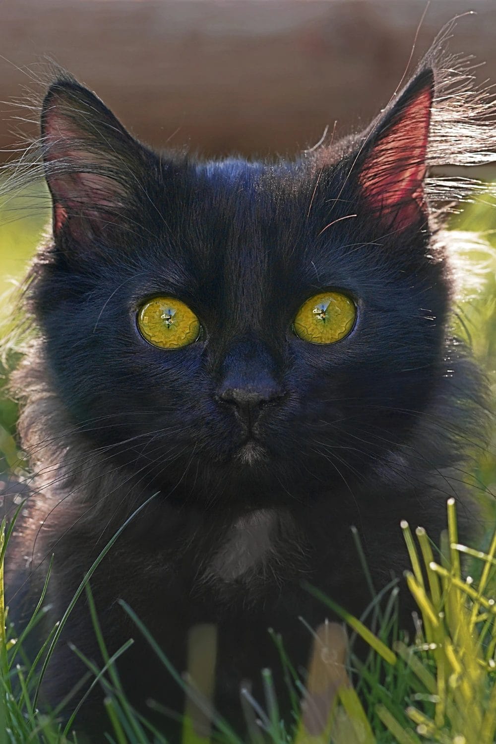 black female cat names