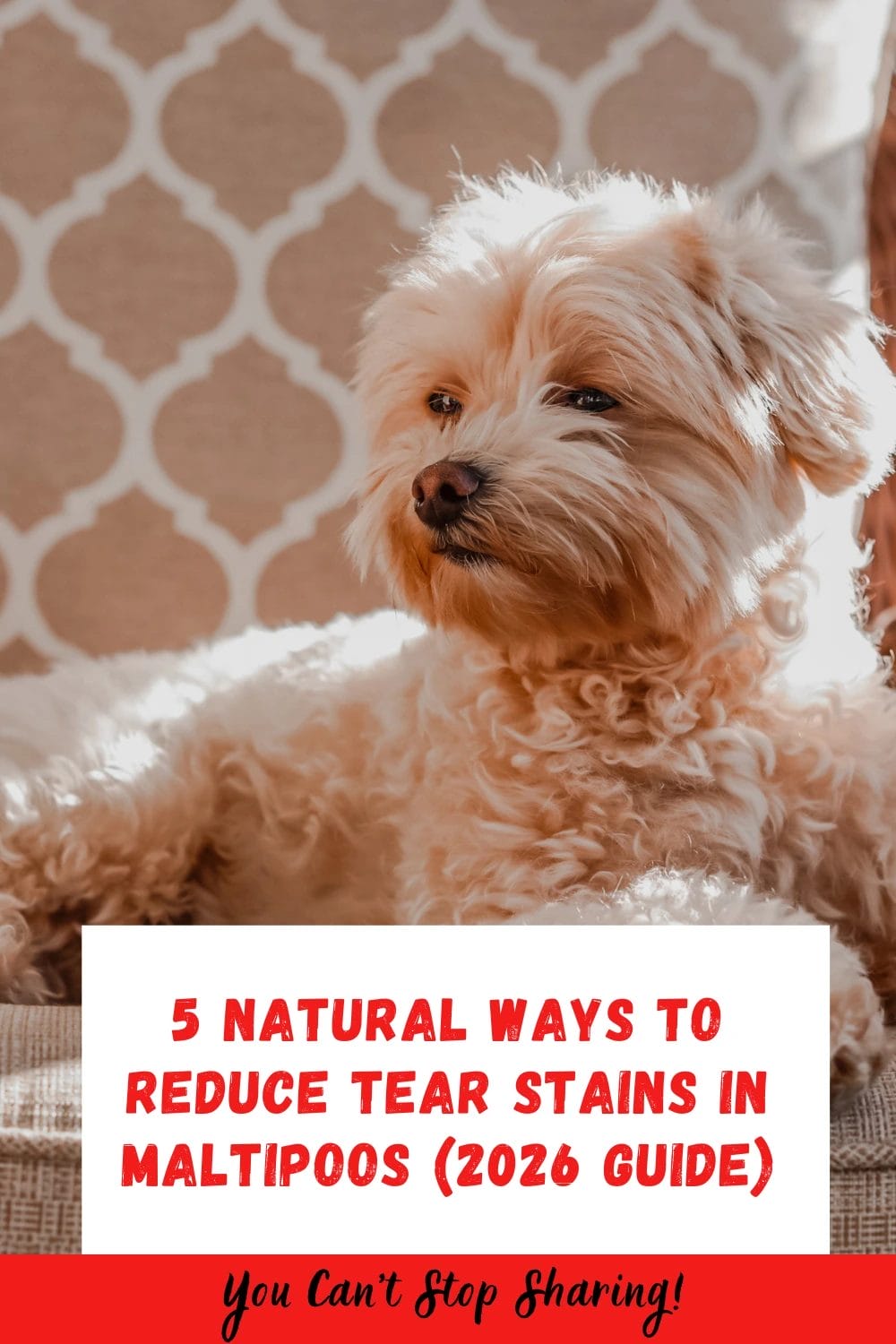 Natural Ways to Reduce Tear Stains in Maltipoos