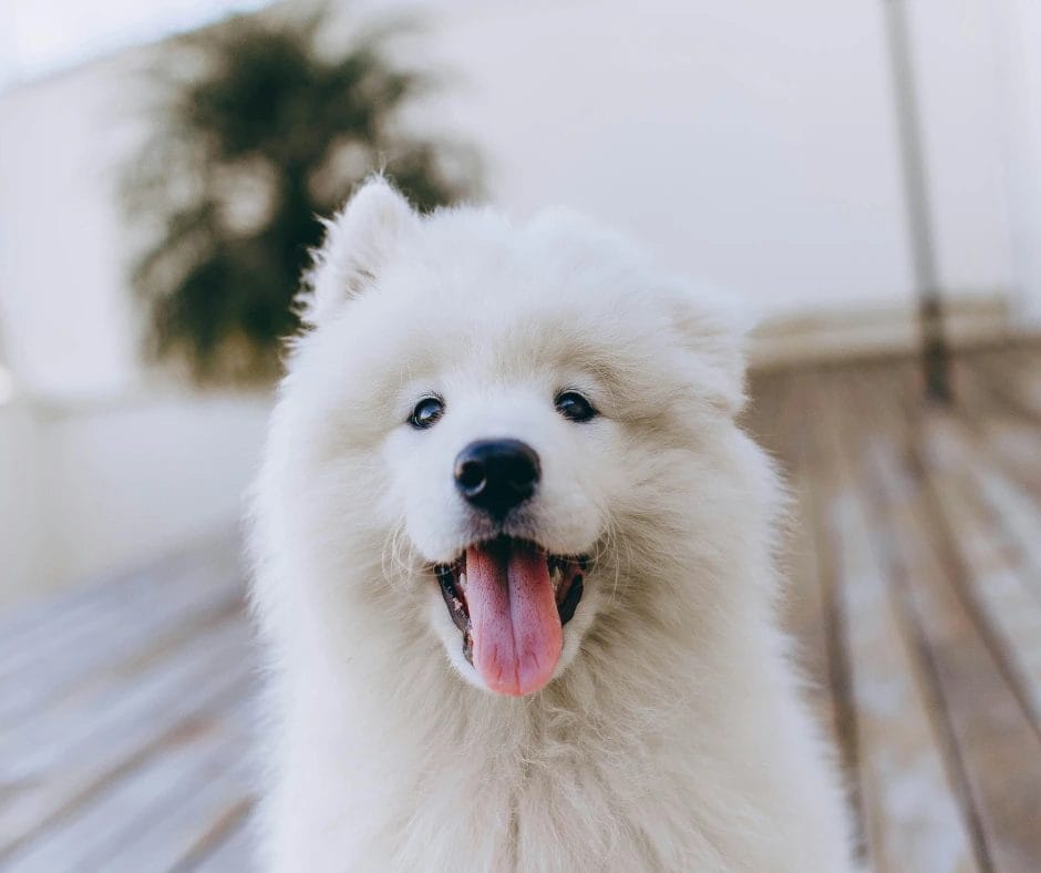 Aesthetic Names for White Dogs