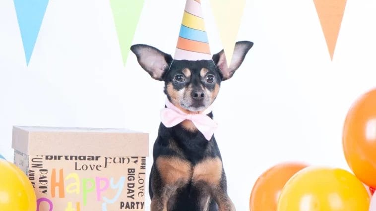 Dog's First Birthday on a Budget