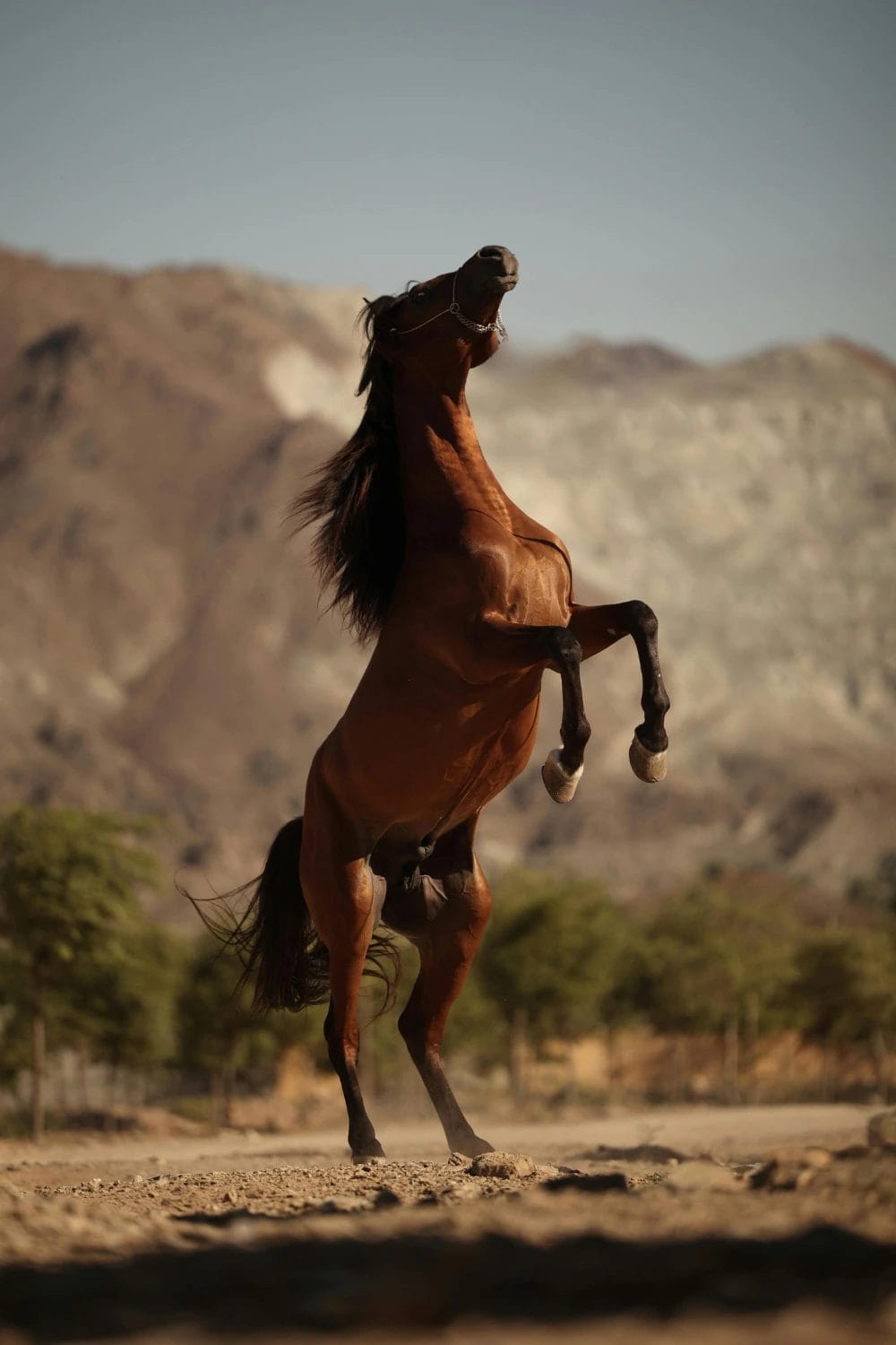 Best Horse Hoof Supplement