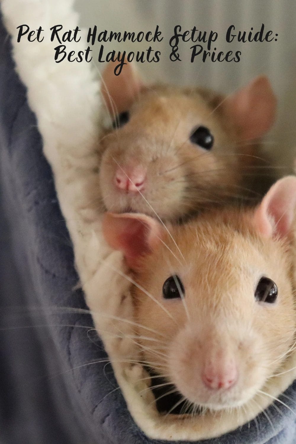 Pet Rat Hammock Setup Guide