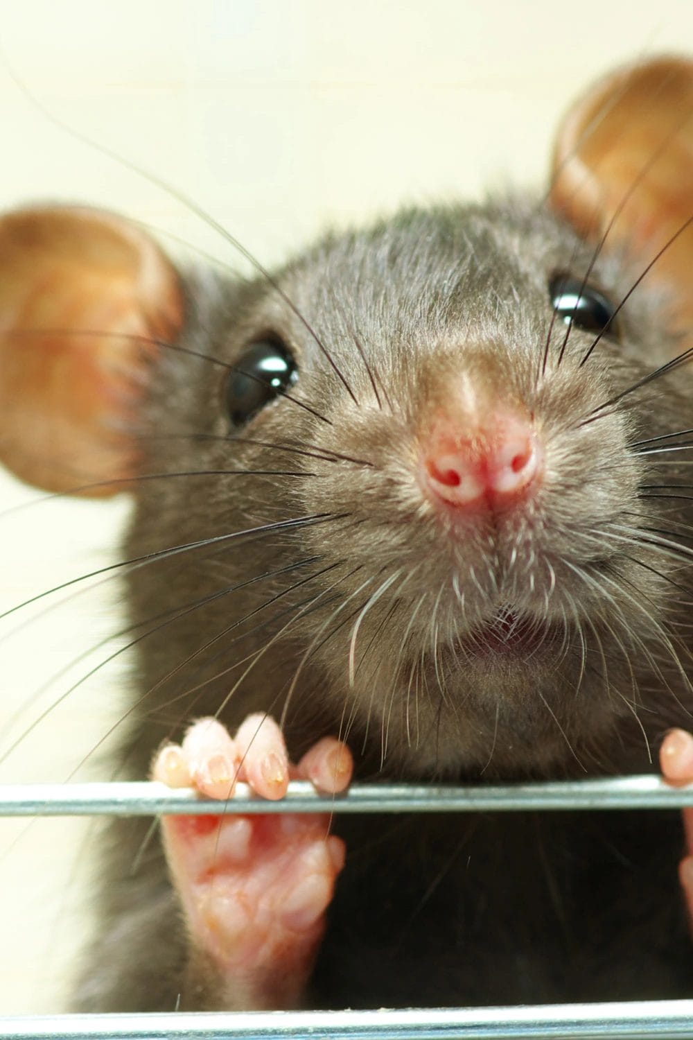 Pet Rat Hammock Setup Guide