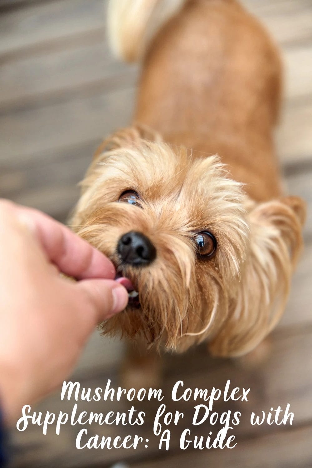 Mushroom Complex Supplements