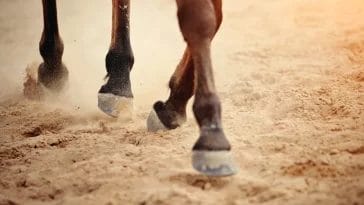 Best Horse Hoof Supplement