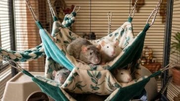 Pet Rat Hammock Setup Guide